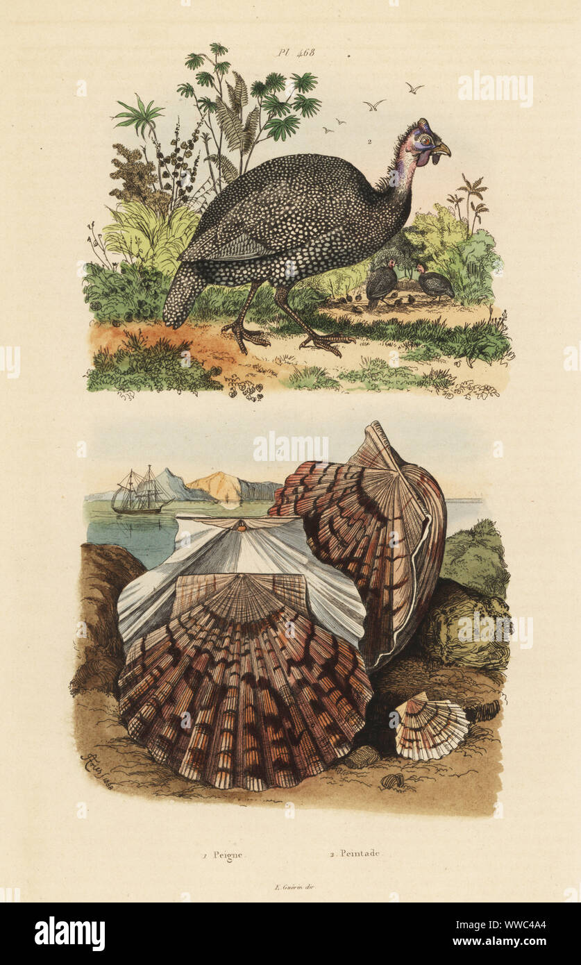 Pintade de Numidie, la peintade, Numida meleagris 1, et de la Méditerranée de pétoncle, Peigne de Saint Jacques, Pecten jacobaeus 1. Peigne, Peintade. Gravure coloriée par du casse après une illustration par Adolph Felix-Edouard Guerin-Meneville de frites's Dictionnaire pittoresque d'Histoire Naturelle (Dictionnaire pittoresque d'Histoire Naturelle), Paris, 1834-39. Banque D'Images