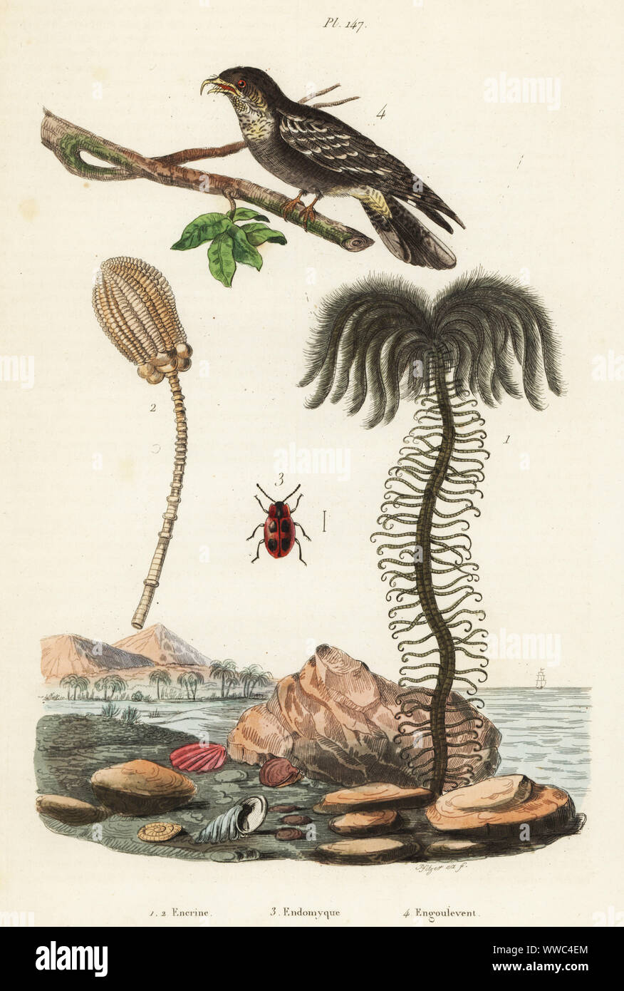 Fossiles d'espèces éteintes encrinus 1,2, faux coccinelle, Endomycus coccineus 3, et européennes, engoulevent Caprimulgus europaeus 4. Encrine, Endomyque, Engoulevent. Gravure coloriée par Pfitzer Felix-Edouard Guerin-Meneville de's Dictionnaire pittoresque d'Histoire Naturelle (Dictionnaire pittoresque d'Histoire Naturelle), Paris, 1834-39. Banque D'Images