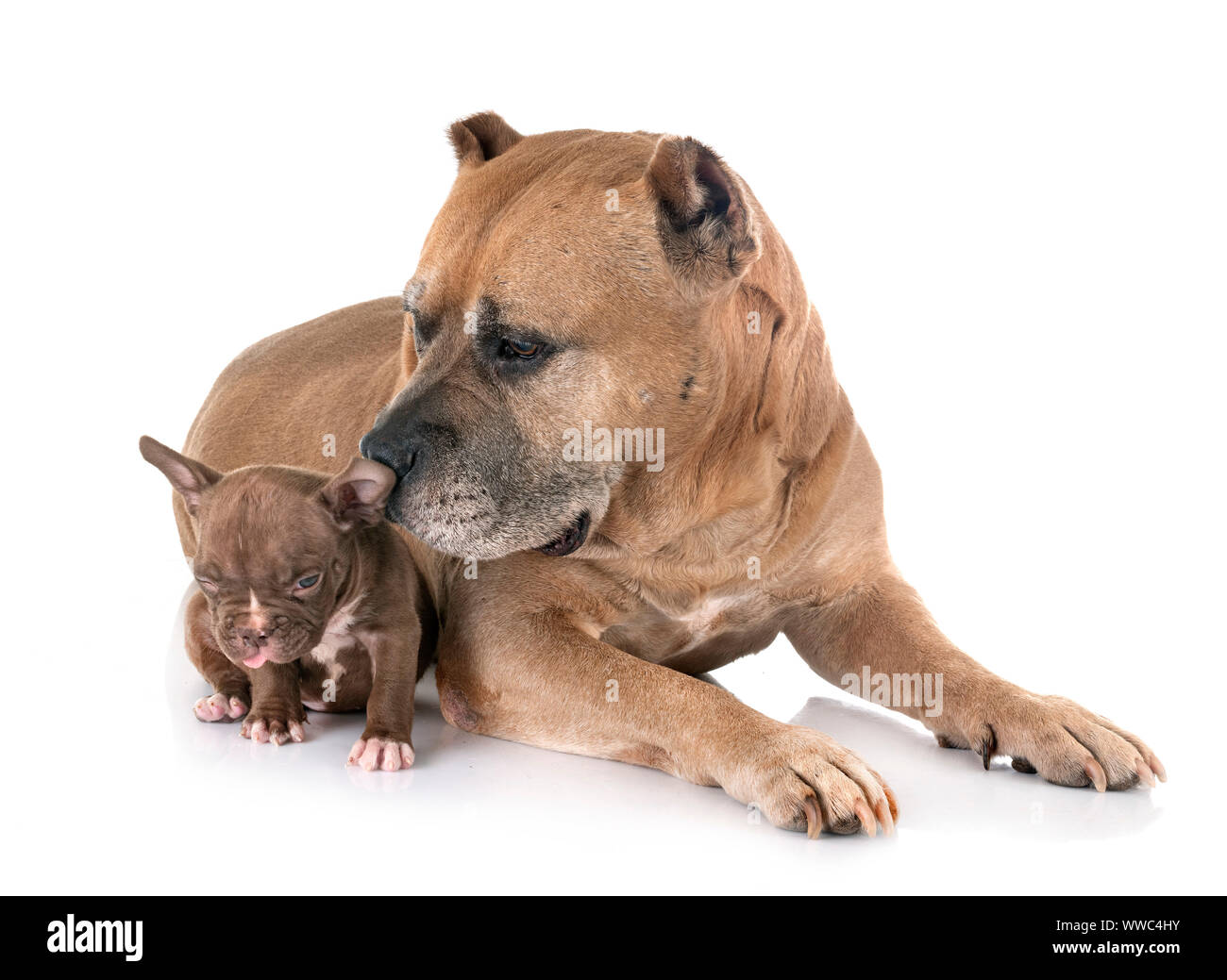 Old American Staffordshire terrier et puppy in front of white background Banque D'Images