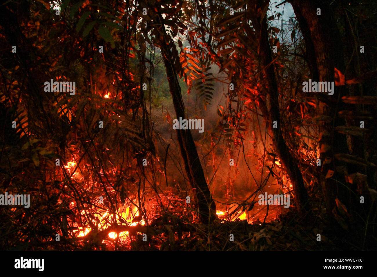 Banyuasin, au sud de Sumatra, en Indonésie. 13 Sep, 2019. Au sud de Sumatra, Indonésie - 15 SEPTEMBRE : les pompiers de l'Indonésie a essayé d'éteindre le feu de forêt à Sungai Pinang village le 13 septembre, 2019 dans Banyuasin regency, province de Sumatra du sud, l'Indonésie. Les feux de forêts de l'Indonésie a causé certaines parties de Sumatra d'être couverte de brume et inclus à Singapour et en Malaisie. Credit : Sijori Images/ZUMA/Alamy Fil Live News Banque D'Images