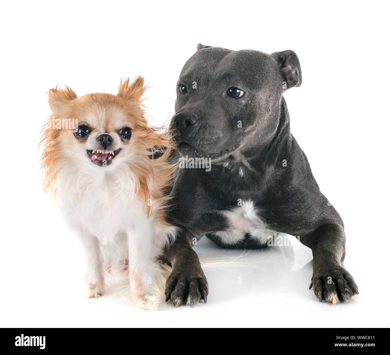 Staffordshire Bull Terrier et chihuahua in front of white background Banque D'Images