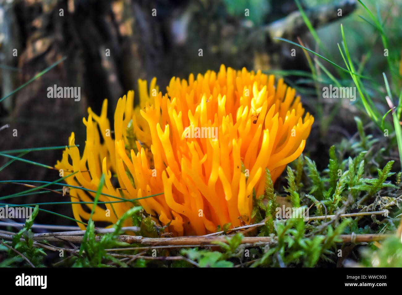 Orange corail (Ramaria urée) champignon. Banque D'Images