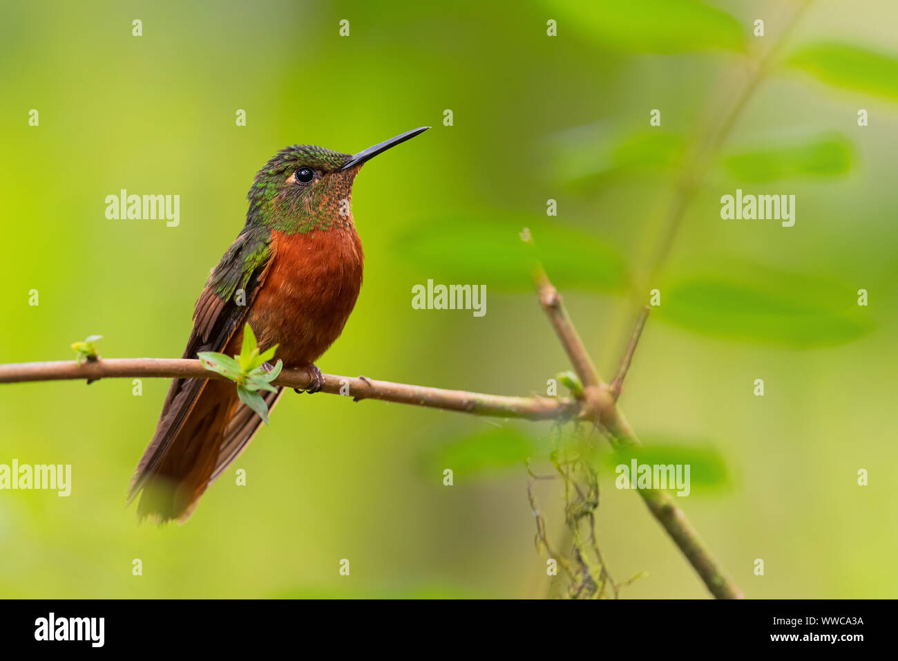 Colibri de Matthews - Boissonneaua matthewsii, belles pentes andines de colibris aux couleurs de l'Amérique du Sud, l'Équateur, Guango Lodge. Banque D'Images