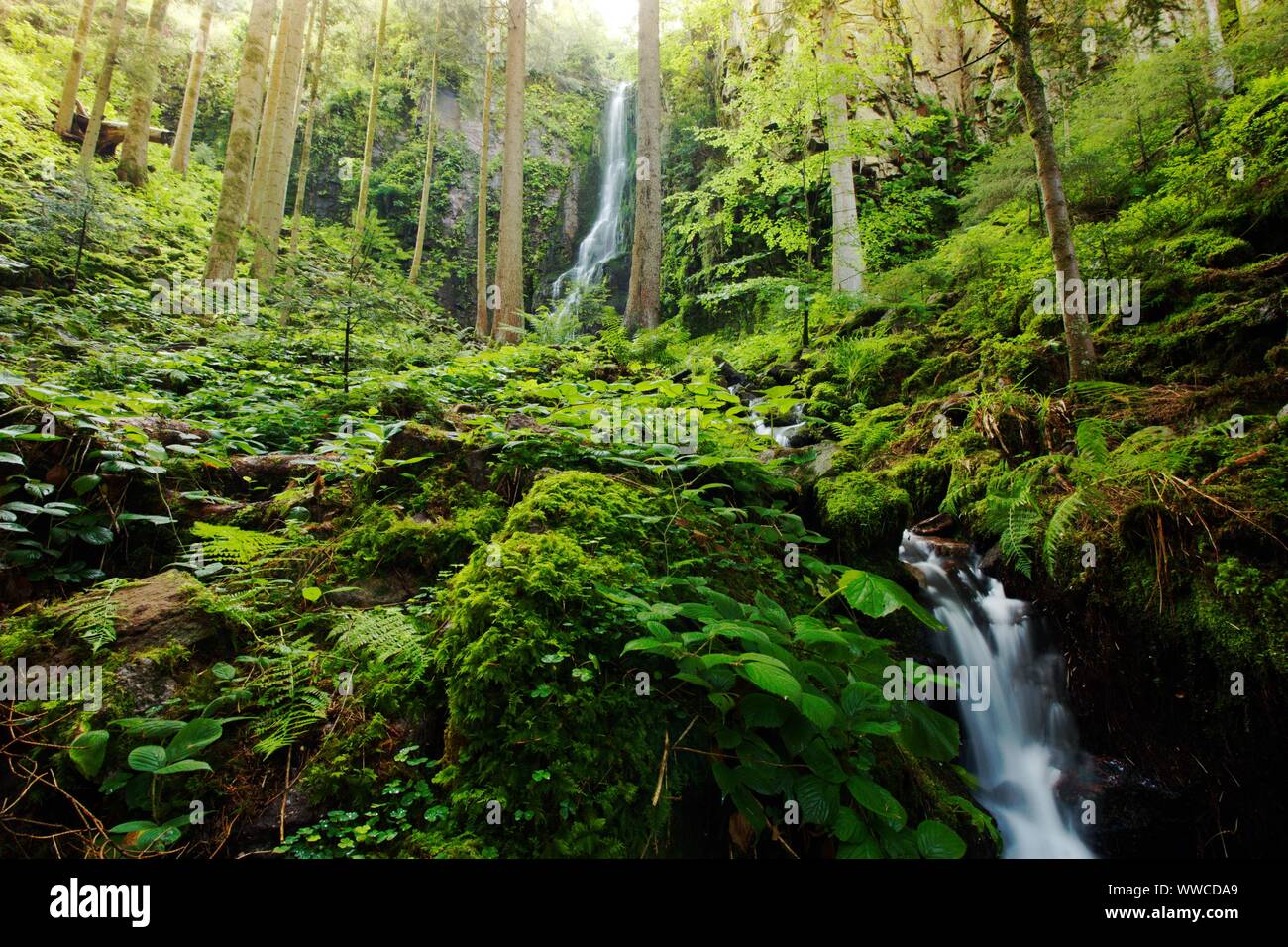 La Forêt Noire est une des plus belles natures en Allemagne Banque D'Images
