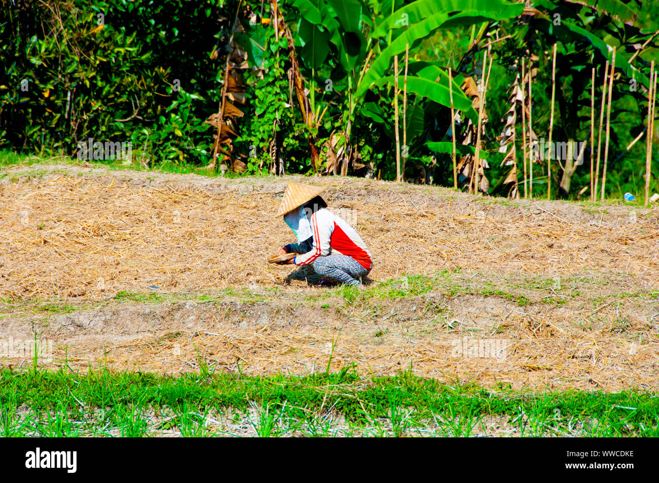 Agriculteur dans le domaine - Indonésie Banque D'Images