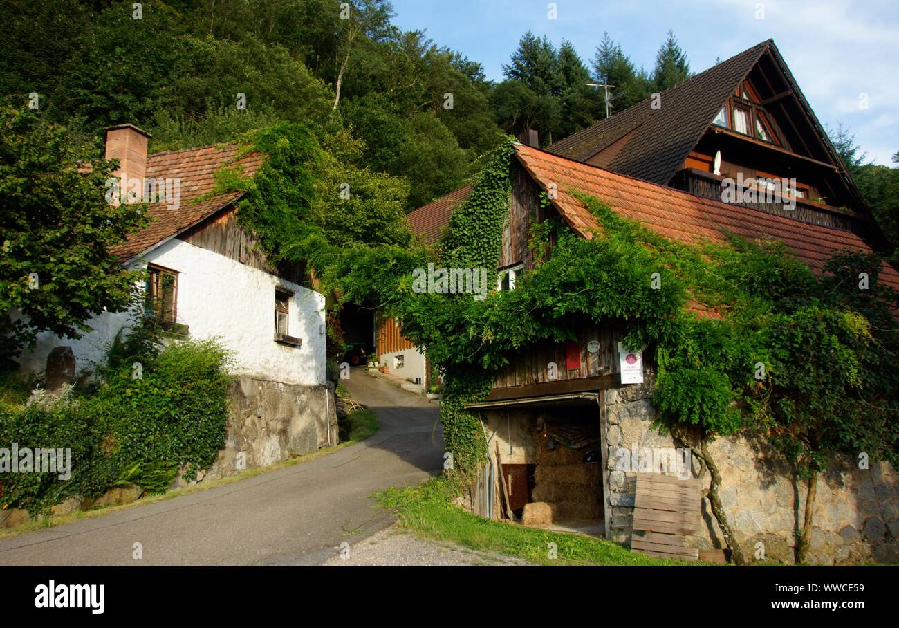 La Forêt Noire est une des plus belles natures en Allemagne Banque D'Images