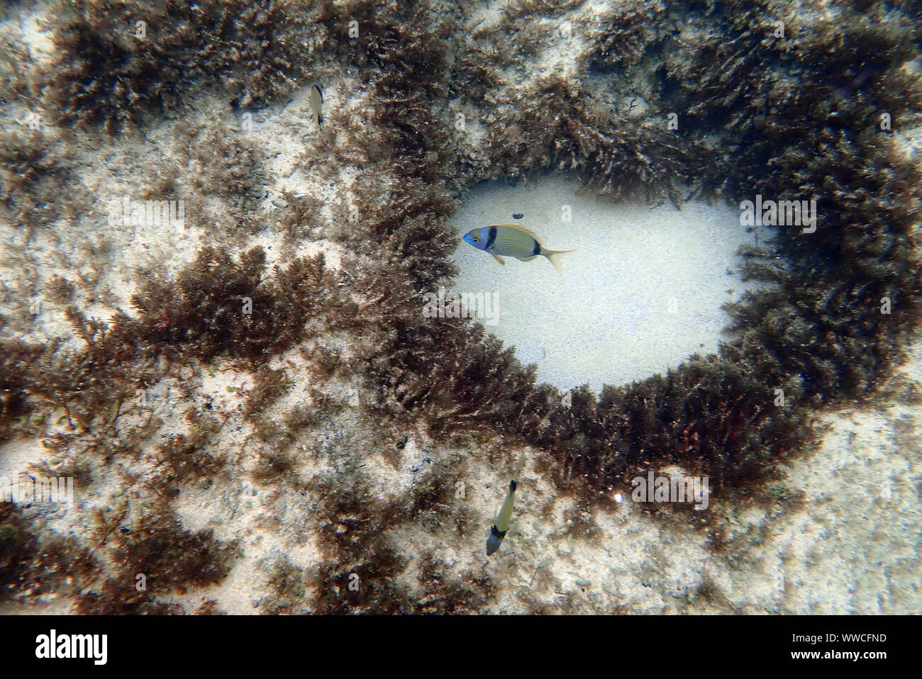 Poissons Sous-marine sur la côte de l'île de Porto Santo Madère Portugal Europe Banque D'Images