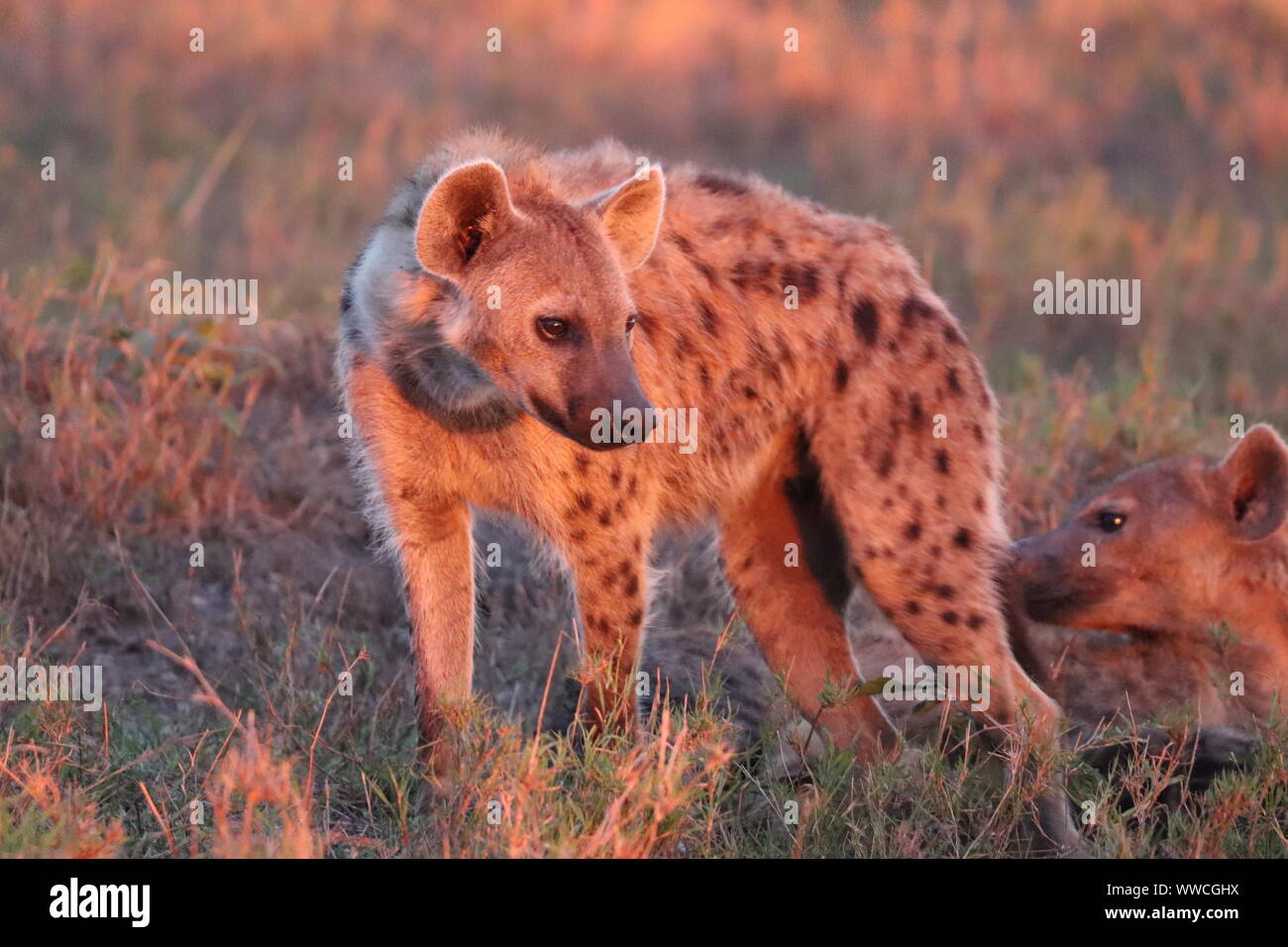 L'hyène tachetée dans la savane, le Parc National de Masai Mara, Kenya. Banque D'Images