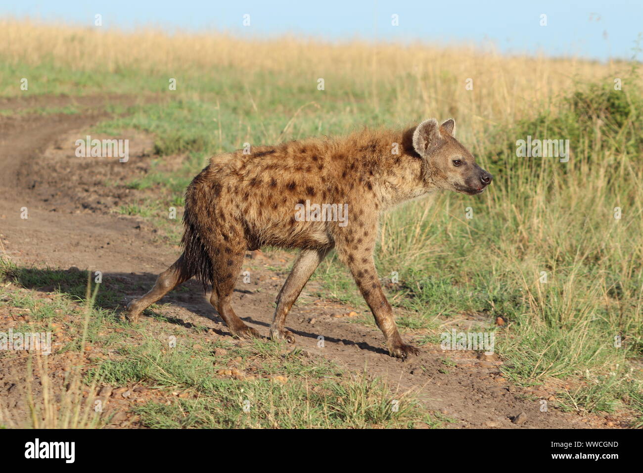 L'hyène tachetée dans la savane, le Parc National de Masai Mara, Kenya. Banque D'Images