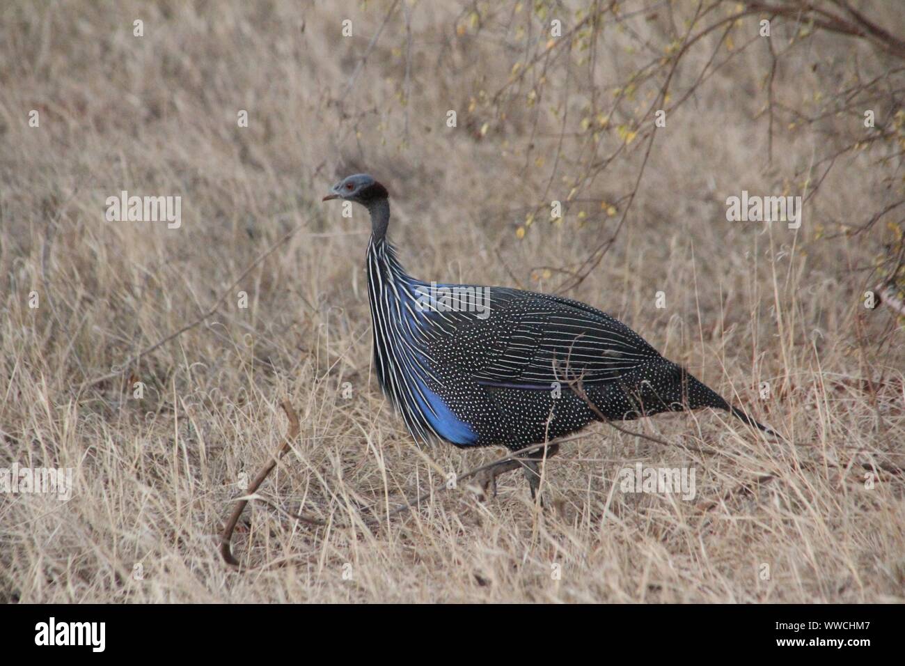 Pintade Vulturine Acryllium vulturinum) (l'Est de Tsavo National Park, Kenya Banque D'Images