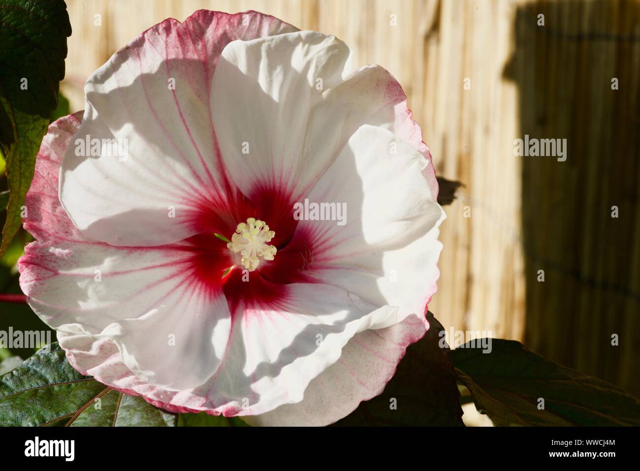 Close-up of a white-rose fleur hibiscus Banque D'Images