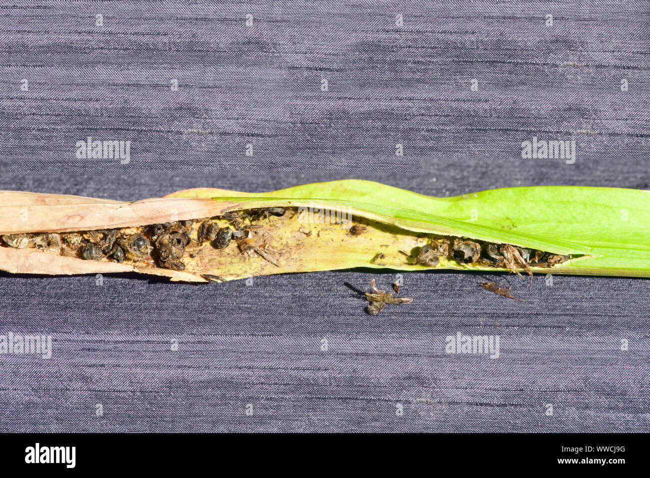 Close-up de digérer des insectes dans le piège d'une sarracenia Banque D'Images