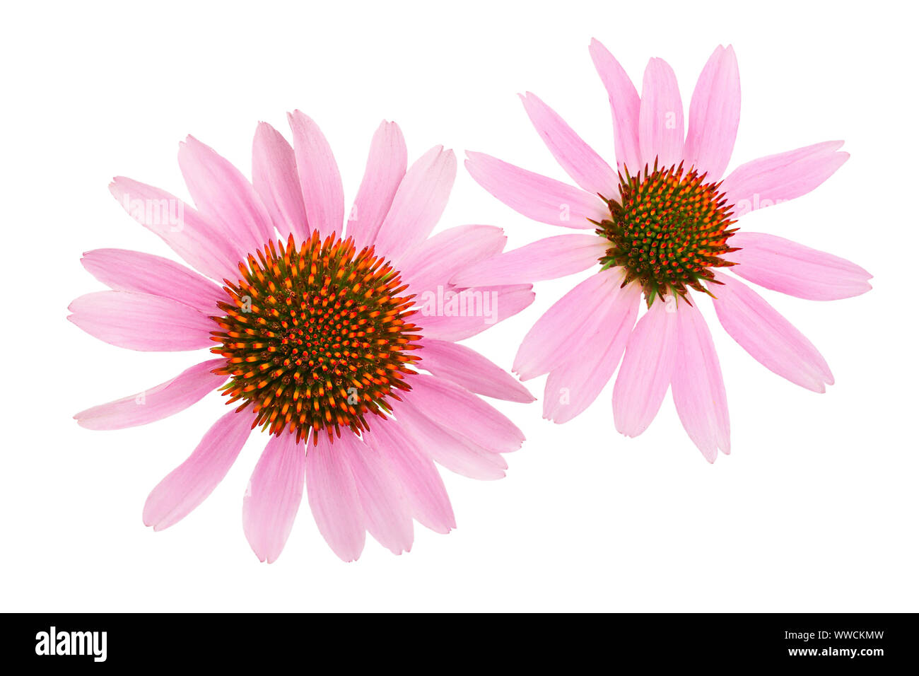 Coneflower Echinacea purpurea ou isolé sur fond blanc. Vue d'en haut. Mise à plat Banque D'Images