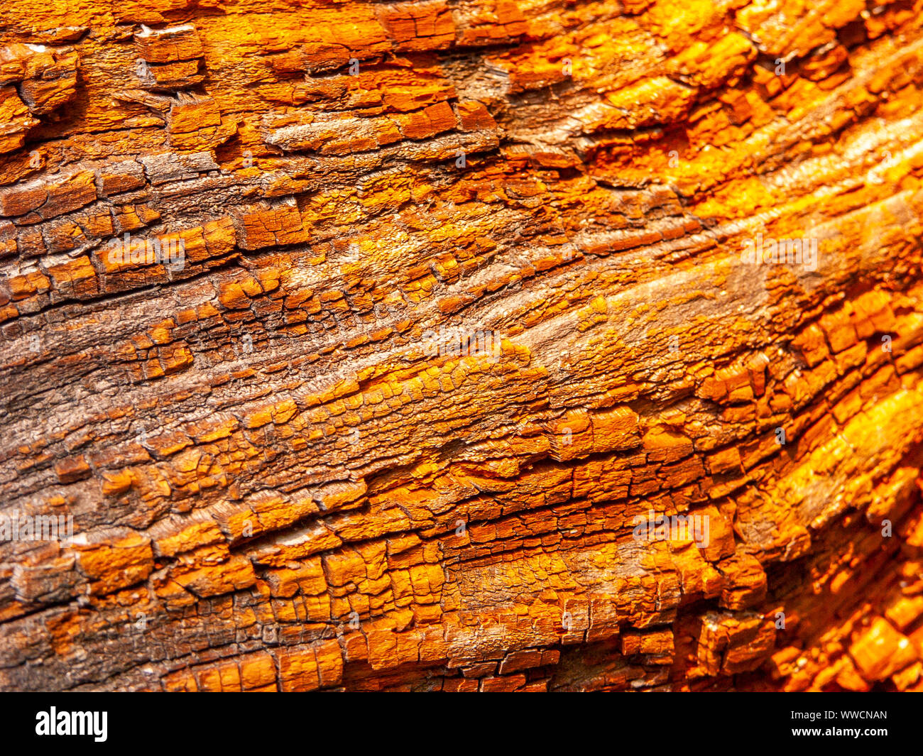 Détail de l'écorce de chêne rouge érodées par le temps, d'un plante parc vieux de plusieurs siècles. Textures et des rayures sur l'écorce avec moss causé par le temps. Banque D'Images