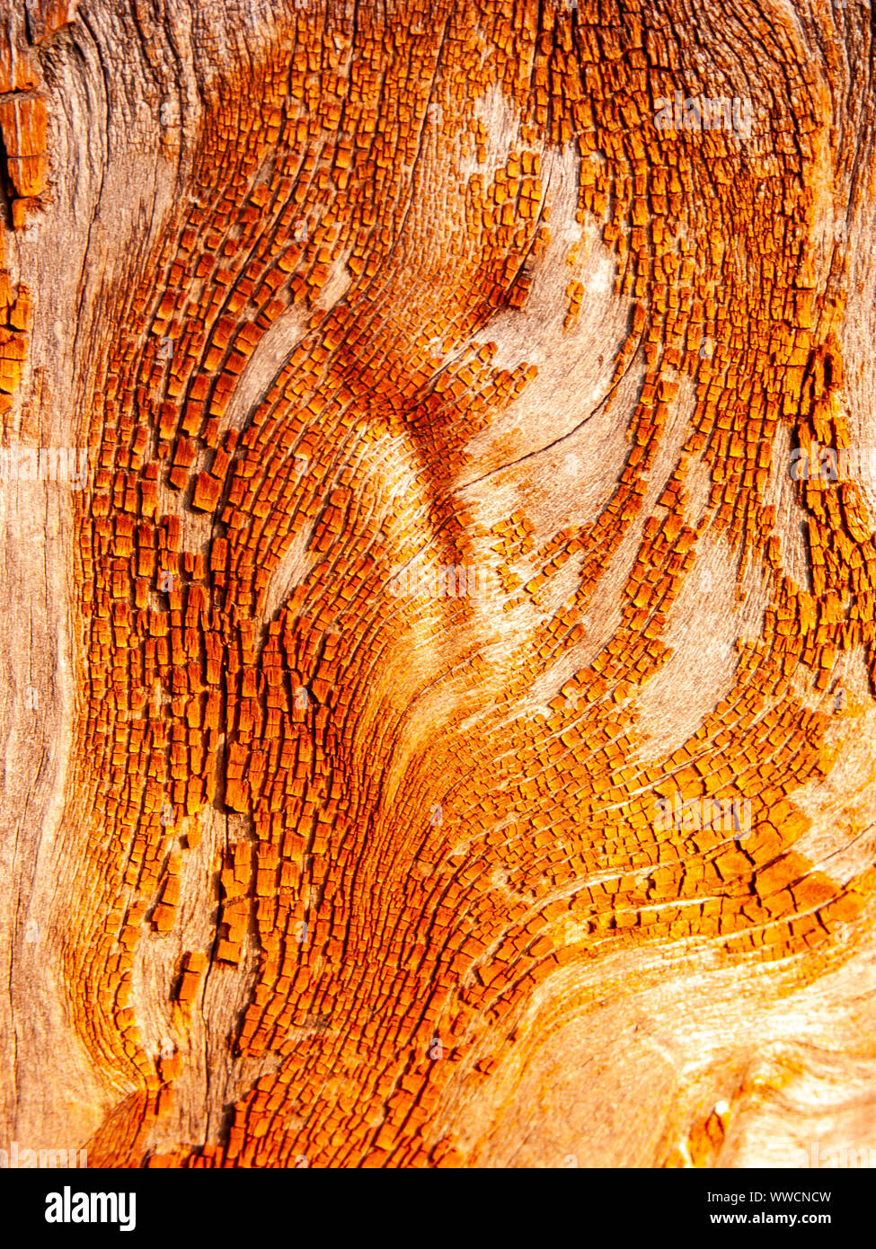 Détail de l'écorce de chêne rouge érodées par le temps, d'un plante parc vieux de plusieurs siècles. Textures et des rayures sur l'écorce avec moss causé par le temps. Banque D'Images