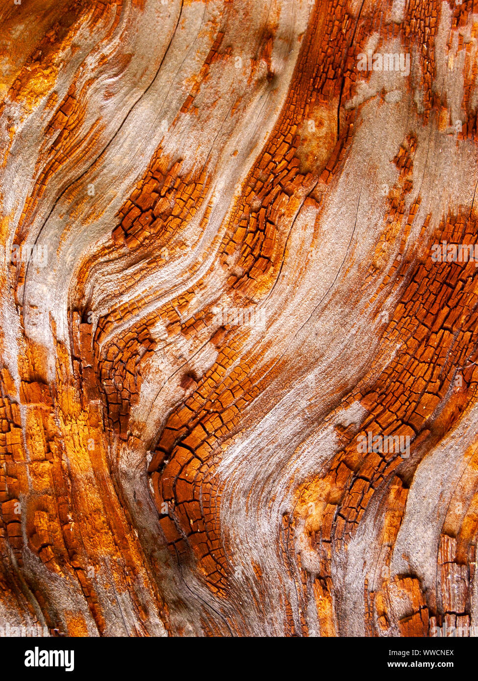 Détail de l'écorce de chêne rouge érodées par le temps, d'un plante parc vieux de plusieurs siècles. Textures et des rayures sur l'écorce avec moss causé par le temps. Banque D'Images