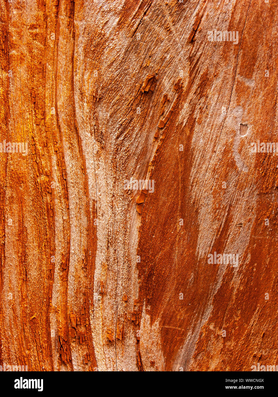 Détail de l'écorce de chêne rouge érodées par le temps, d'un plante parc vieux de plusieurs siècles. Textures et des rayures sur l'écorce avec moss causé par le temps. Banque D'Images