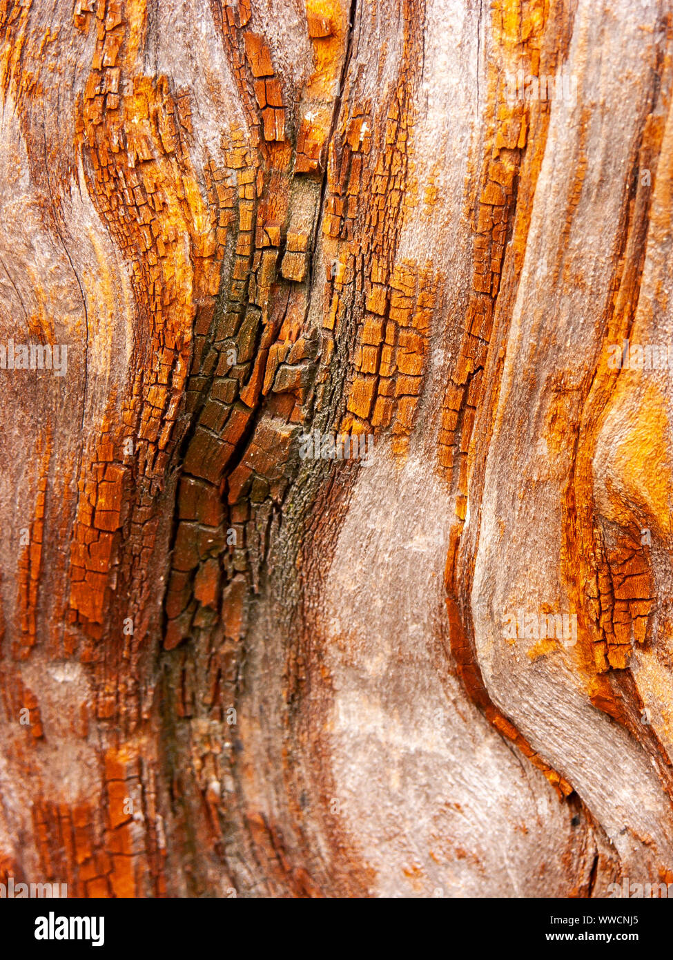 Détail de l'écorce de chêne rouge érodées par le temps, d'un plante parc vieux de plusieurs siècles. Textures et des rayures sur l'écorce avec moss causé par le temps. Banque D'Images