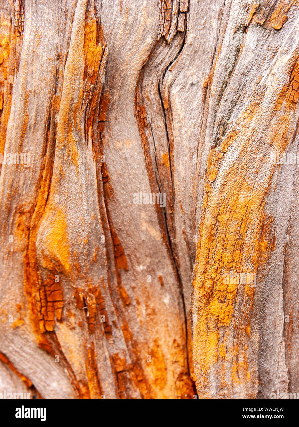 Détail de l'écorce de chêne rouge érodées par le temps, d'un plante parc vieux de plusieurs siècles. Textures et des rayures sur l'écorce avec moss causé par le temps. Banque D'Images