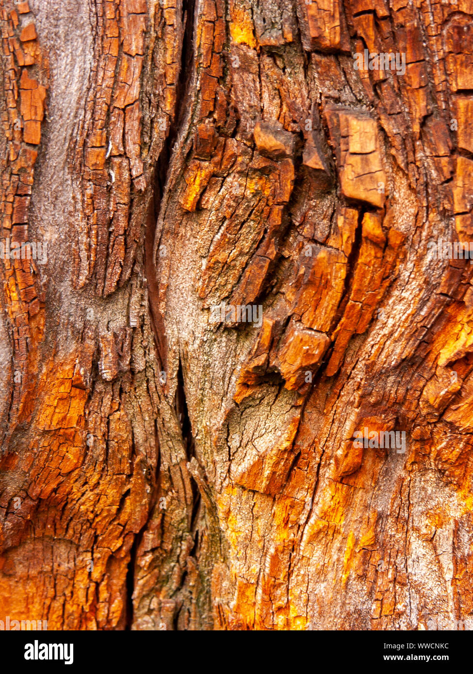 Détail de l'écorce de chêne rouge érodées par le temps, d'un plante parc vieux de plusieurs siècles. Textures et des rayures sur l'écorce avec moss causé par le temps. Banque D'Images