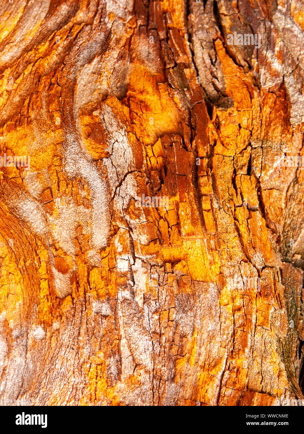 Détail de l'écorce de chêne rouge érodées par le temps, d'un plante parc vieux de plusieurs siècles. Textures et des rayures sur l'écorce avec moss causé par le temps. Banque D'Images