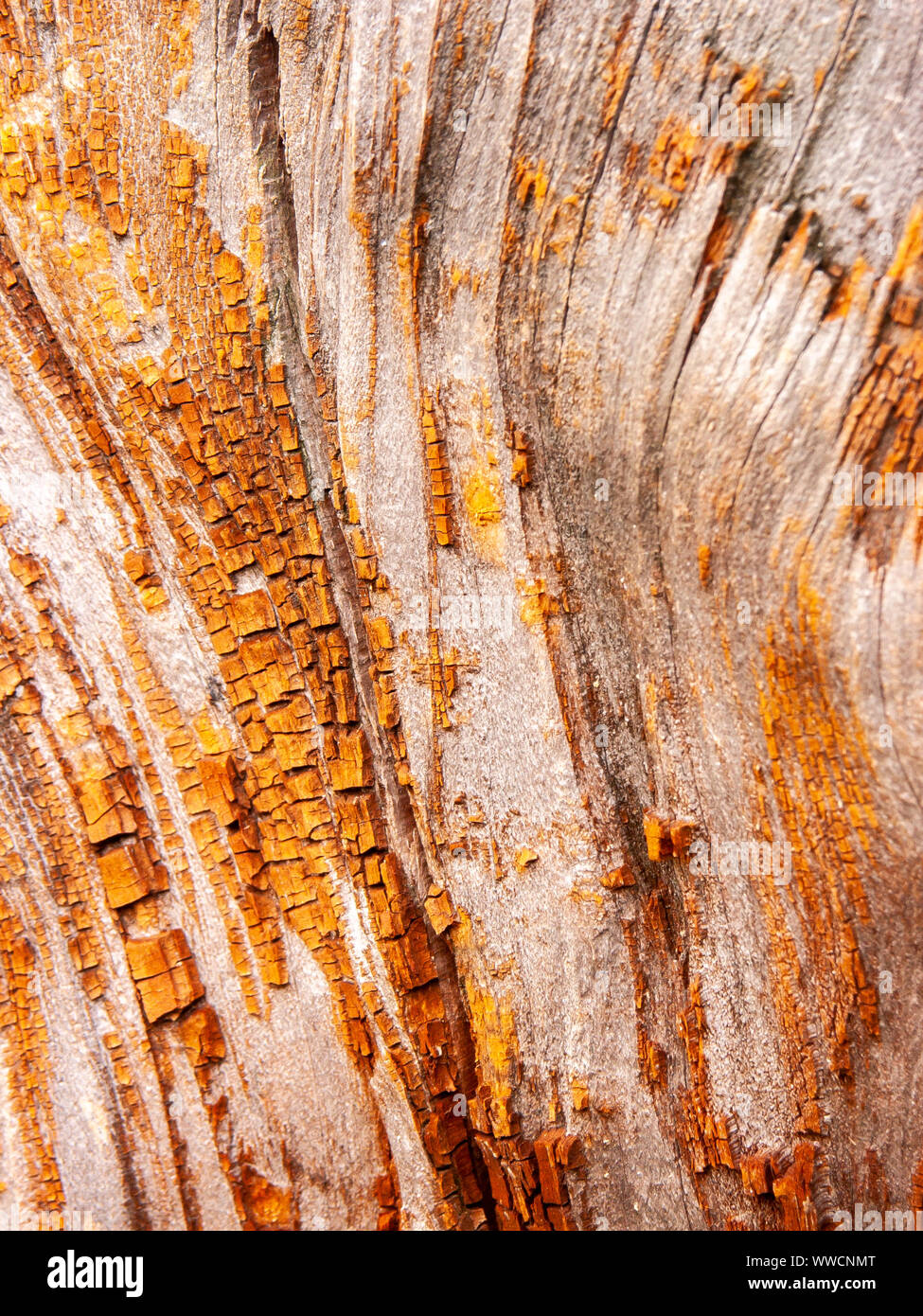 Détail de l'écorce de chêne rouge érodées par le temps, d'un plante parc vieux de plusieurs siècles. Textures et des rayures sur l'écorce avec moss causé par le temps. Banque D'Images