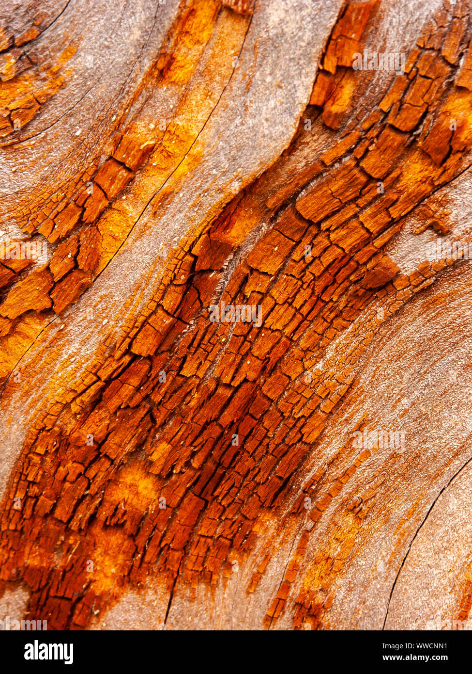 Détail de l'écorce de chêne rouge érodées par le temps, d'un plante parc vieux de plusieurs siècles. Textures et des rayures sur l'écorce avec moss causé par le temps. Banque D'Images