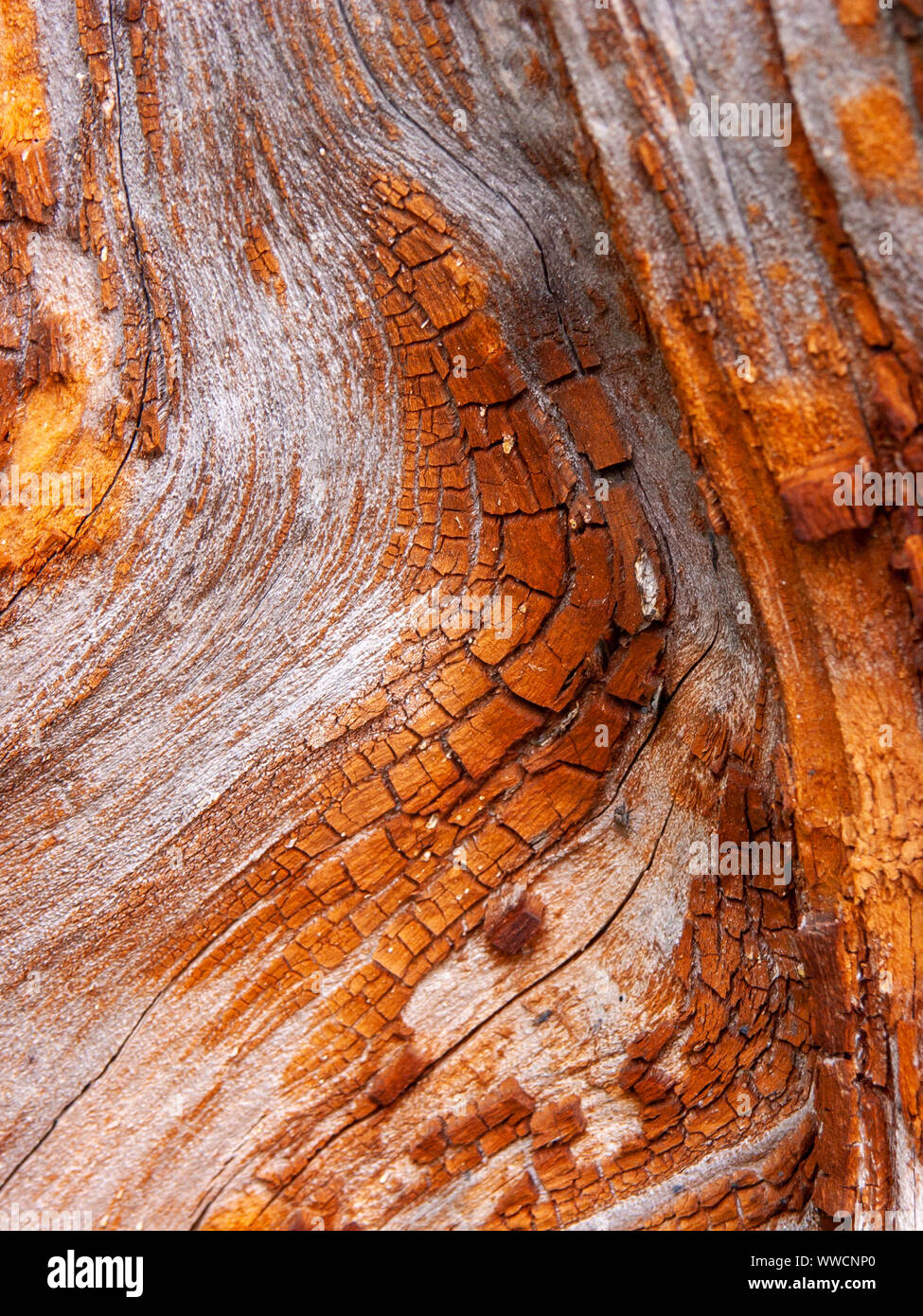 Détail de l'écorce de chêne rouge érodées par le temps, d'un plante parc vieux de plusieurs siècles. Textures et des rayures sur l'écorce avec moss causé par le temps. Banque D'Images
