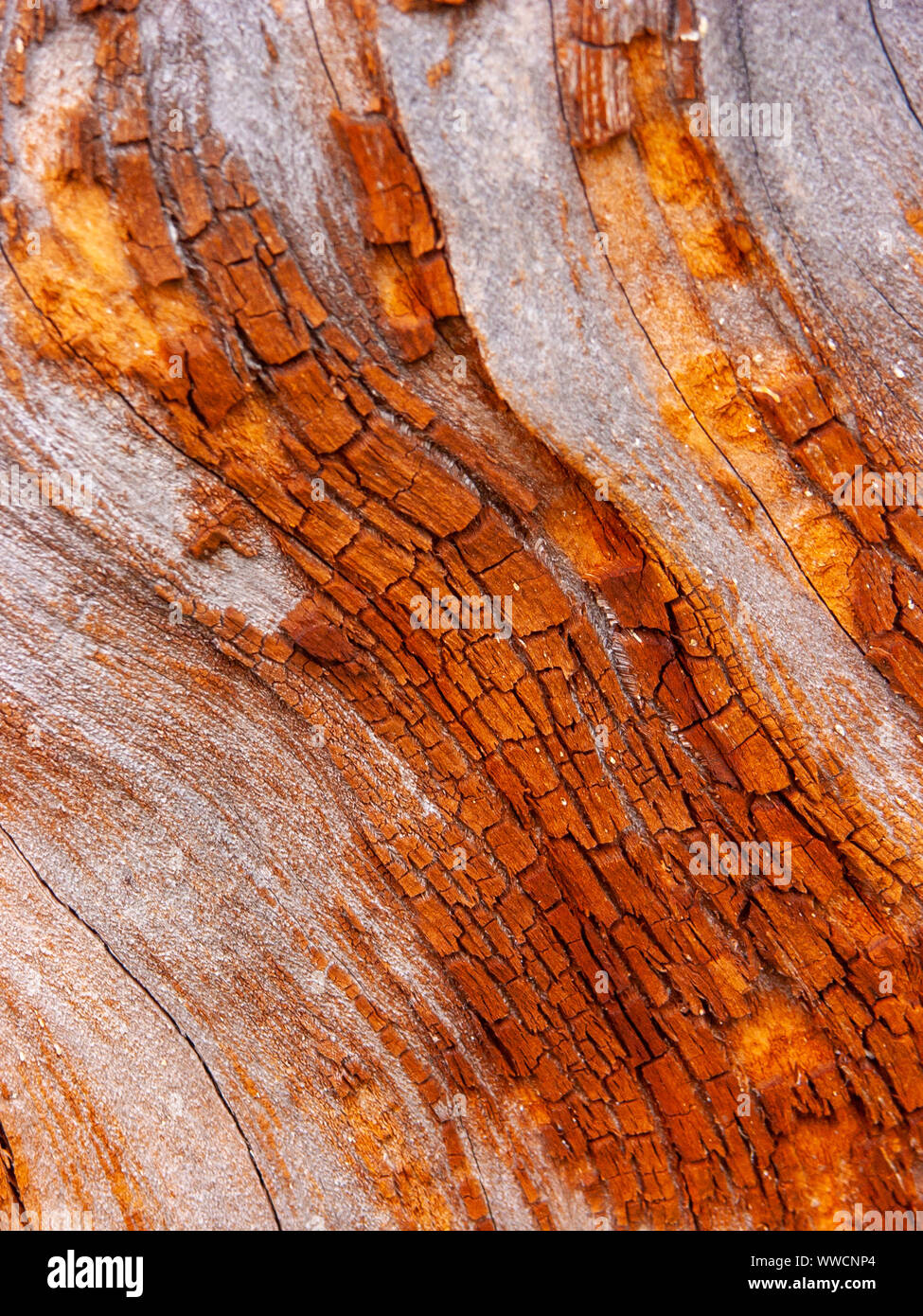 Détail de l'écorce de chêne rouge érodées par le temps, d'un plante parc vieux de plusieurs siècles. Textures et des rayures sur l'écorce avec moss causé par le temps. Banque D'Images
