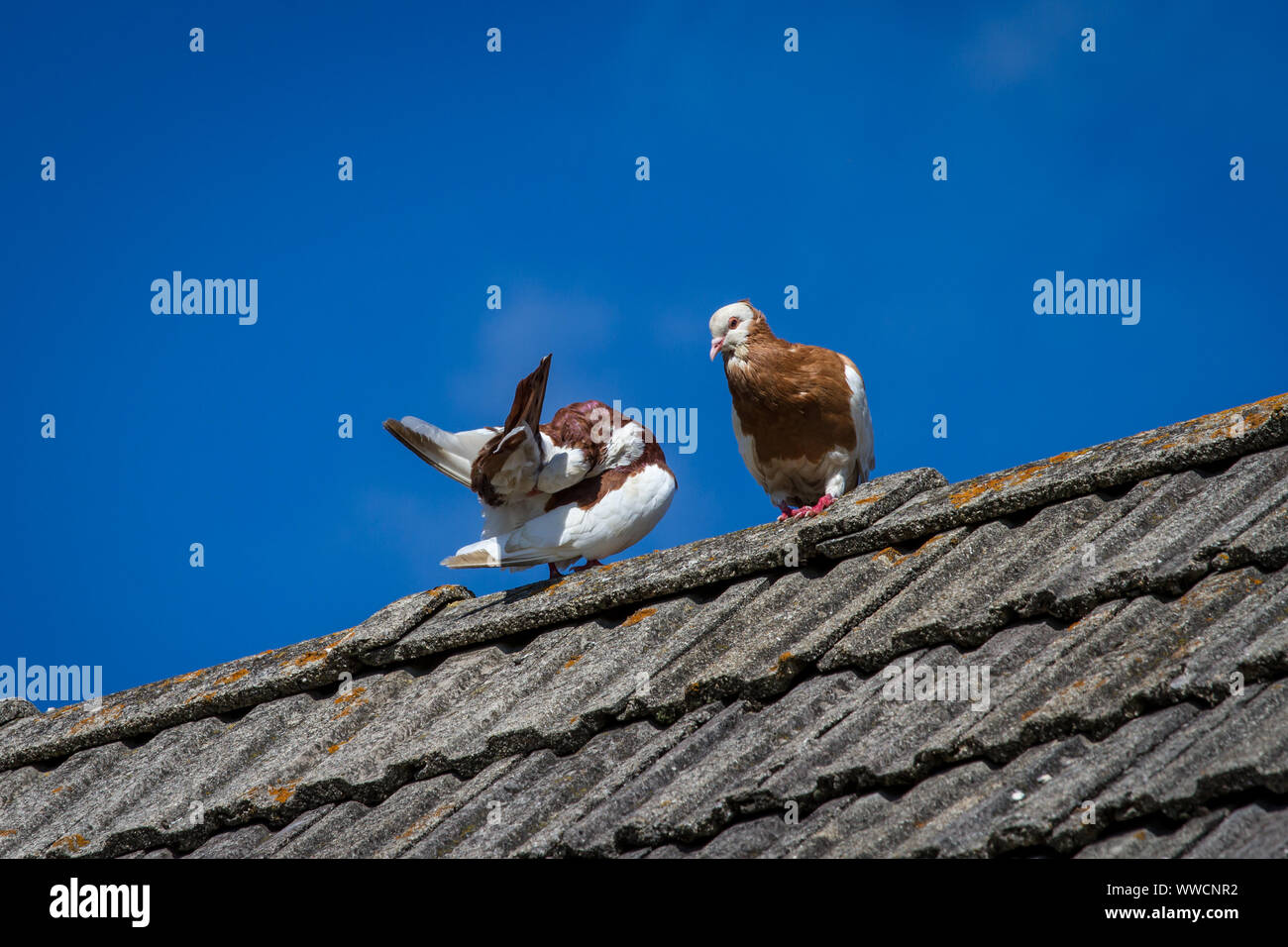 Deux Ganselkröpfer pigeons assis sur un toit, en voie de disparition de l'Autriche race pigeon Banque D'Images