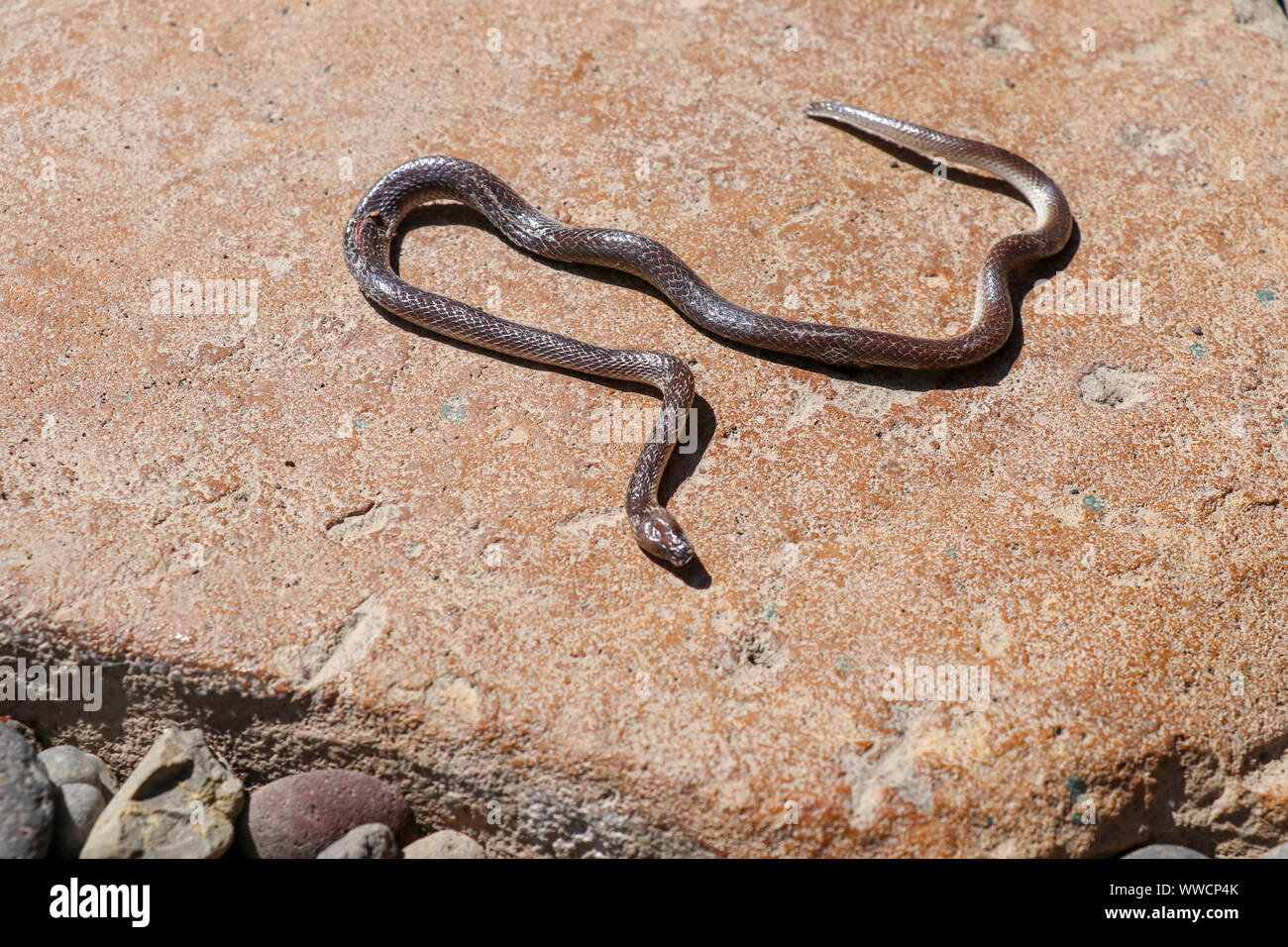 Xenopeltis unicolor Sunbeam (serpent) déjà mort. Reptile sur la pierre jaune backgroud. Tête et partie de corps. Banque D'Images