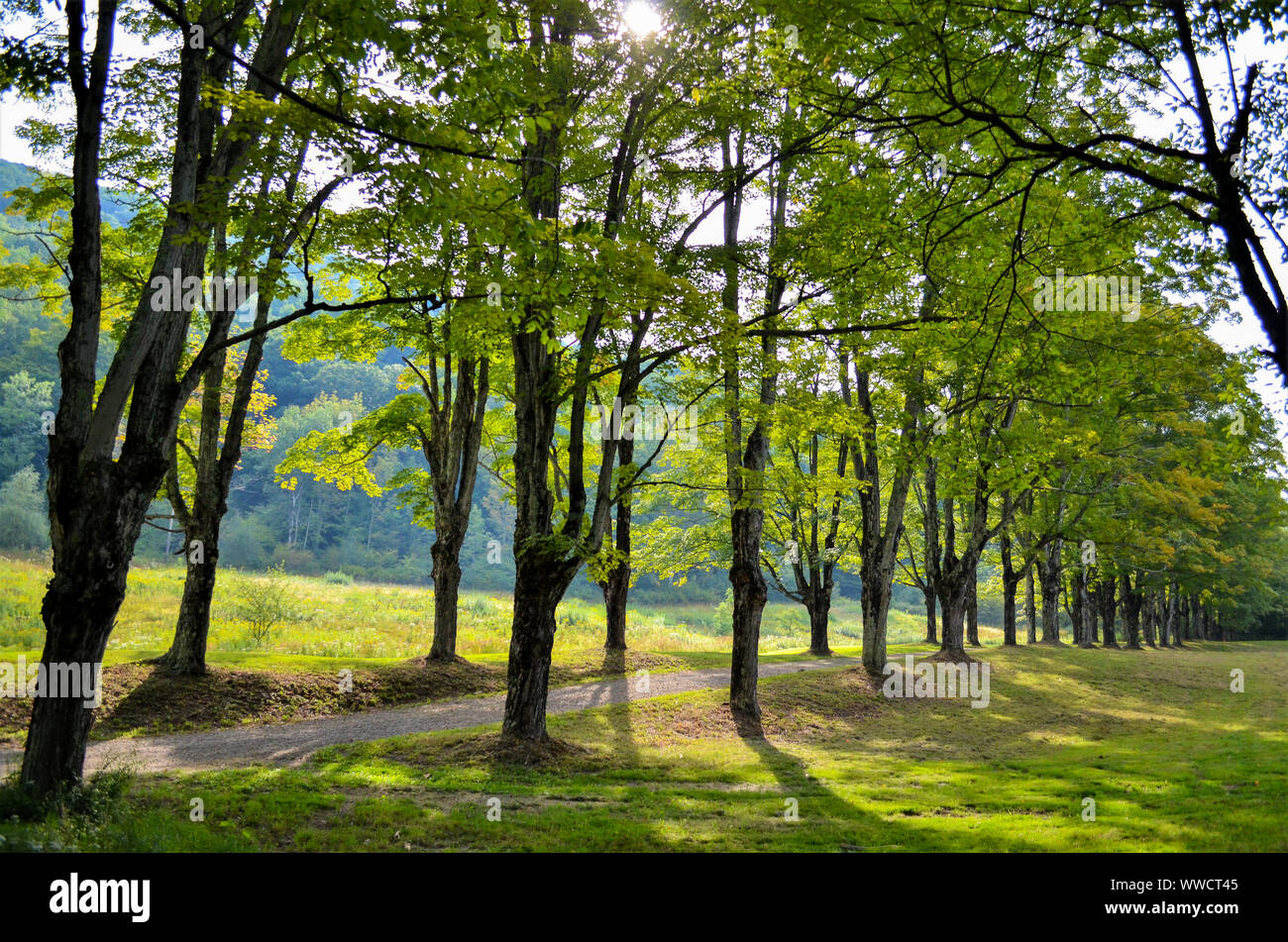 La lumière du soleil filtre à travers un chemin bordé d'arbres dans les montagnes Catskill. Banque D'Images