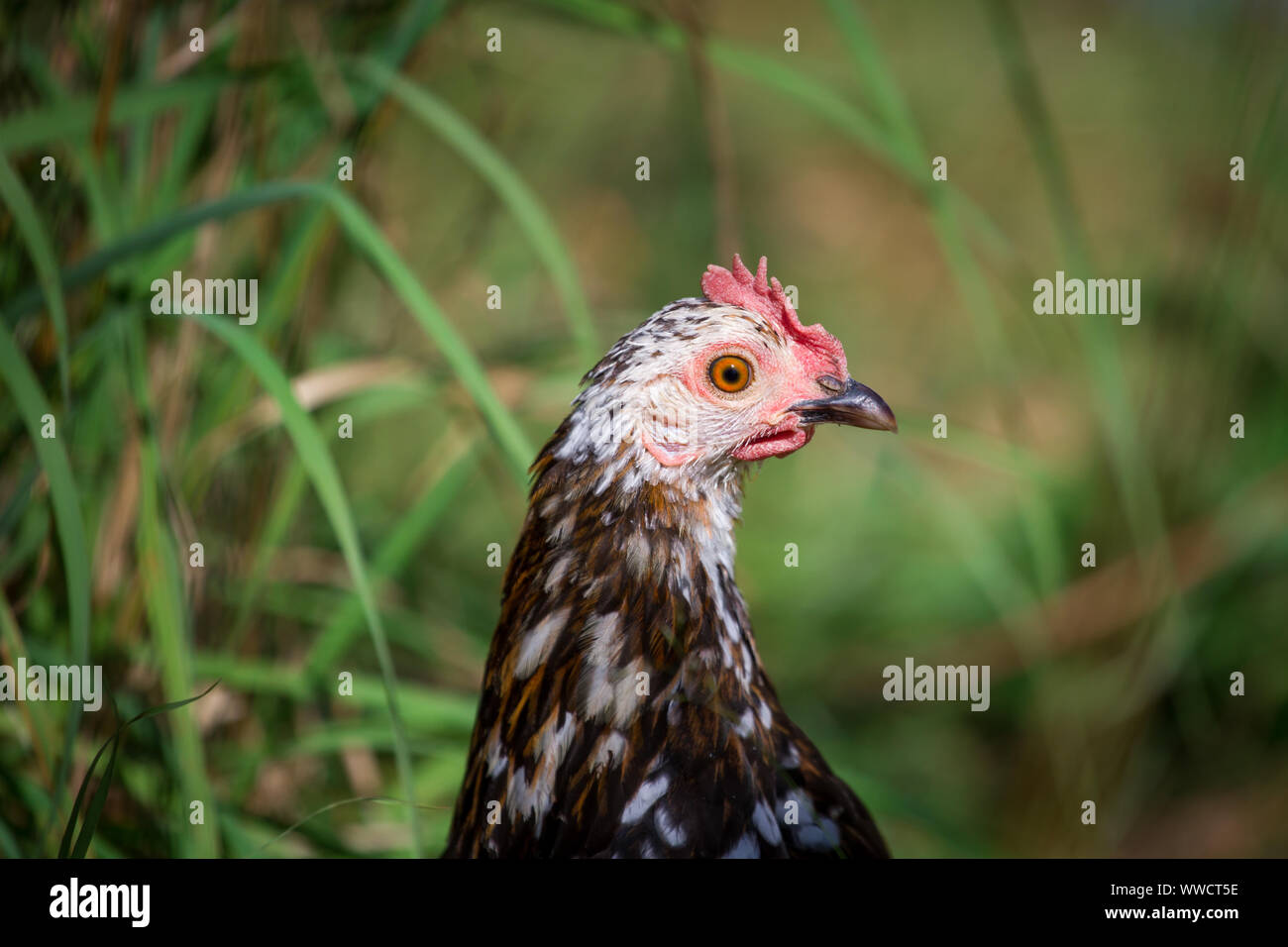 Steinhendl Stoapiperl/, noir blanc - poule motley une race de poulet de l'Autriche Banque D'Images