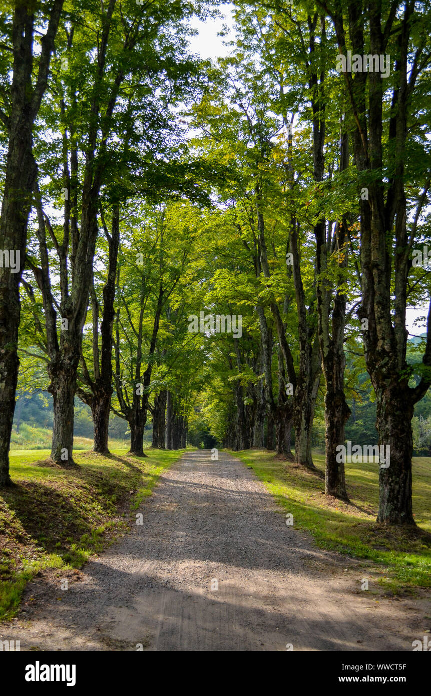La lumière du soleil filtre à travers un chemin bordé d'arbres dans les montagnes Catskill. Banque D'Images