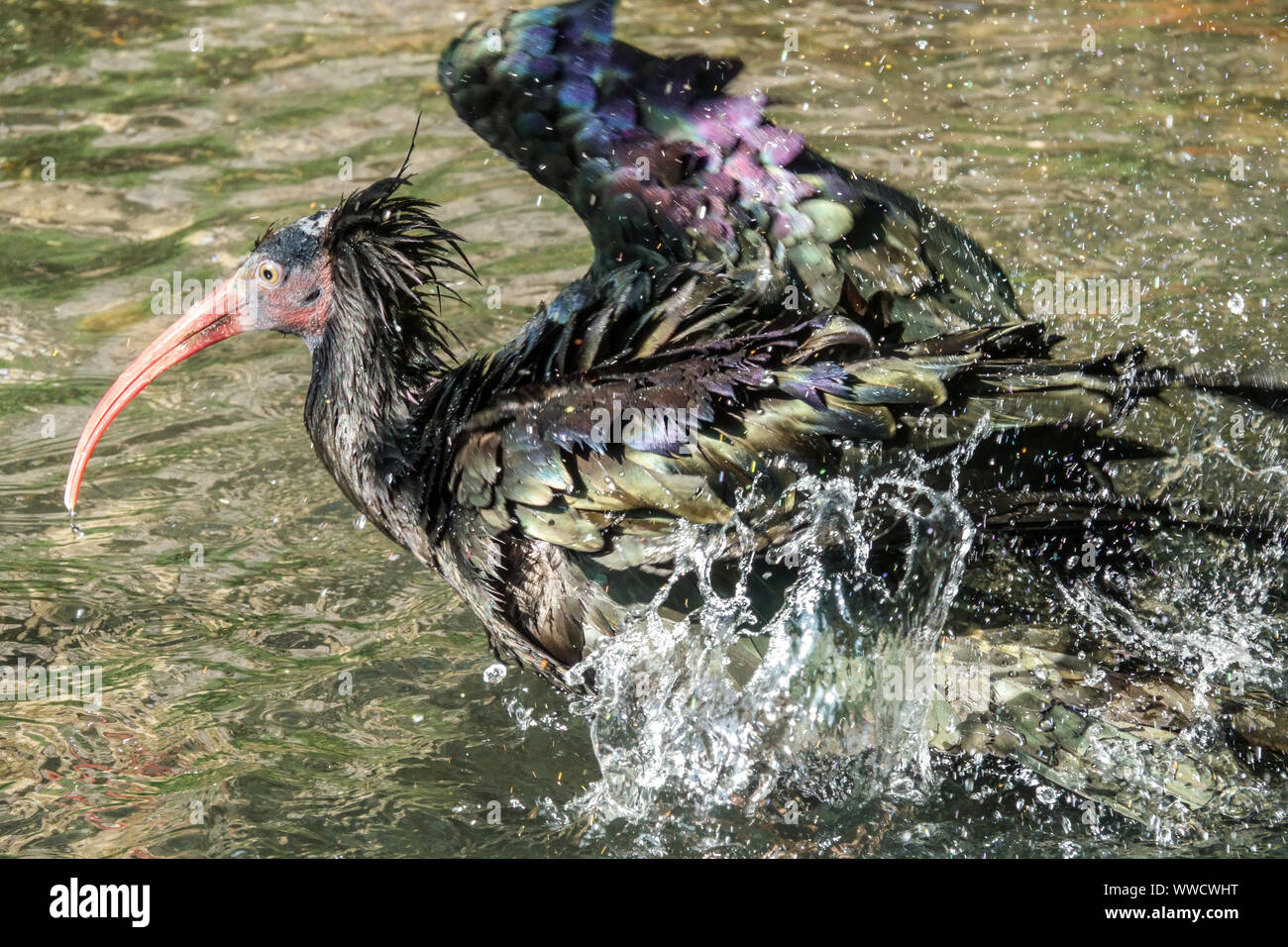 Bain d'oiseau, bald adulte ibis Bird Geronticus eremita, lavage du plumage, eau de projection Banque D'Images