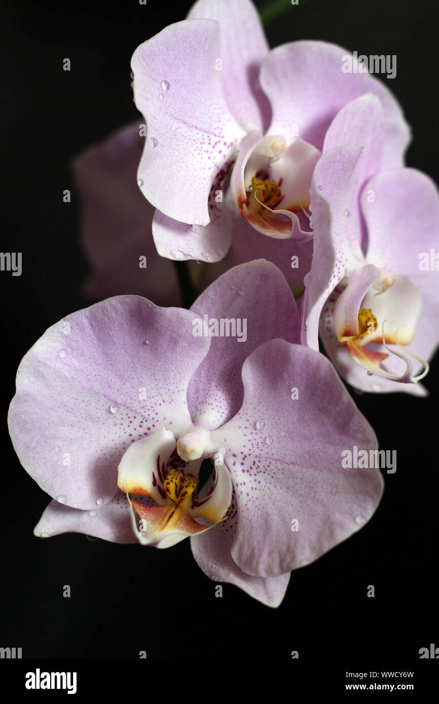 Orchidée Phalaenopsis mauve sur fond noir Photo Stock - Alamy