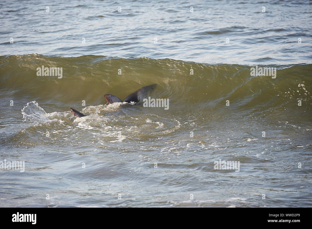 Le requin bleu (Prionace glauca) dans la région de surf près de la plage, de la plage Cherry Hill, Nouvelle-Écosse, Canada Banque D'Images