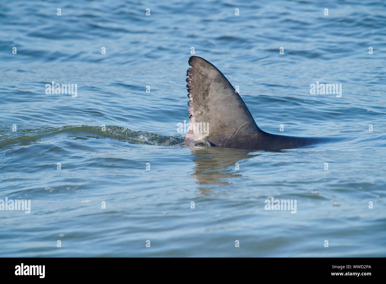 Le requin bleu (Prionace glauca) dans la région de surf près de la plage, de la plage Cherry Hill, Nouvelle-Écosse, Canada Banque D'Images