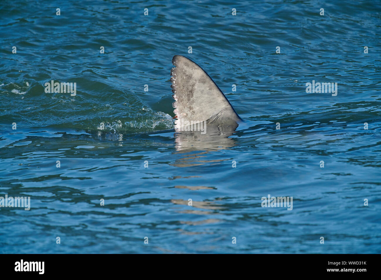 Le requin bleu (Prionace glauca) dans la région de surf près de la plage, de la plage Cherry Hill, Nouvelle-Écosse, Canada Banque D'Images
