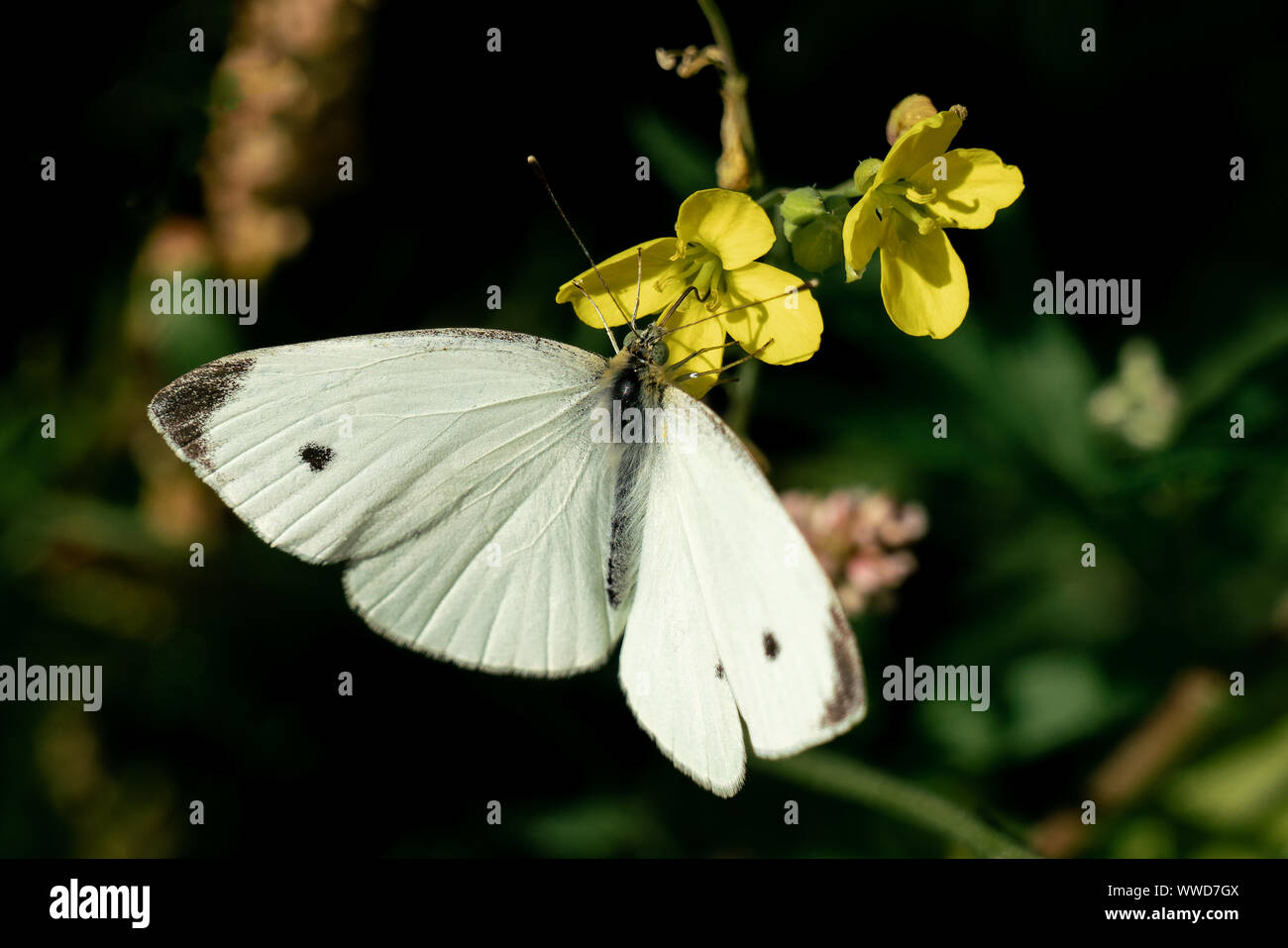 Les close up of a white Pieris rapae (petits choux blanc) papillon sur certaines fleurs jaune en plein soleil Banque D'Images