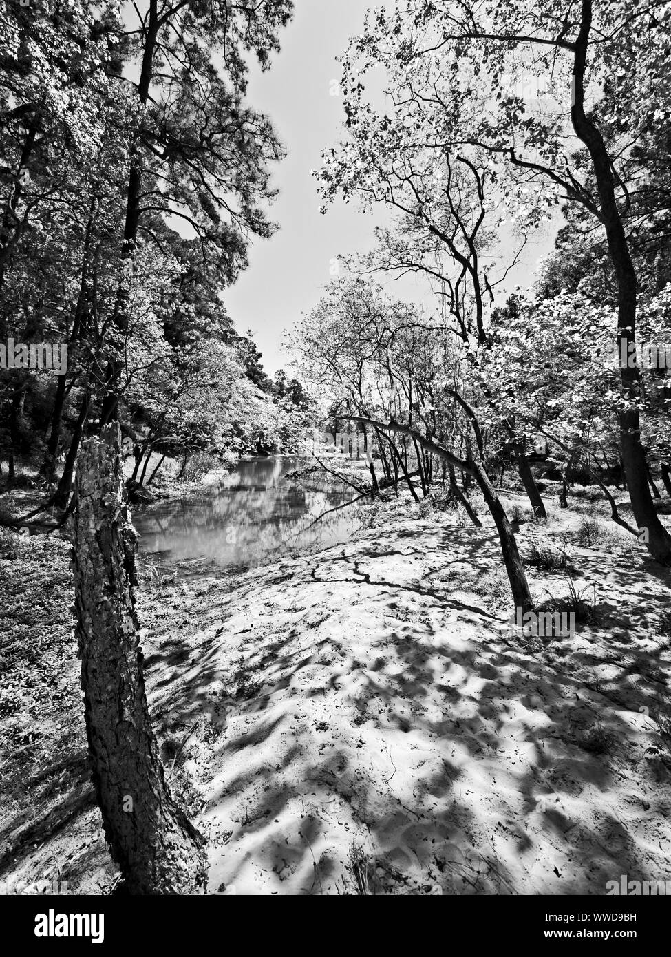 The Woodlands TX USA - 03-26-2019 - Chemin d'accès à l'eau en B&W Banque D'Images