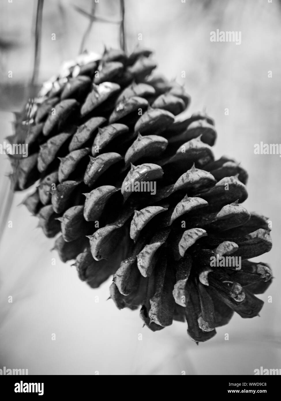 The Woodlands TX USA - 03-26-2019 - pomme de pin avec un fond vert dans B&W Banque D'Images