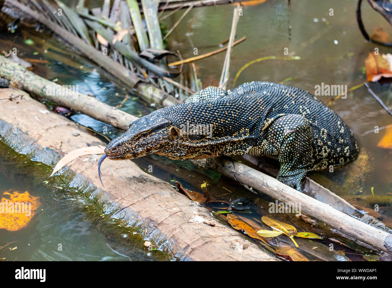 Close up de contrôle de l'eau de Malaisie ou de riz Lézard, Varanus salvator, escalade hors de l'eau sur une branche en partie submergé d'un arbre avec elle tong fourchue Banque D'Images