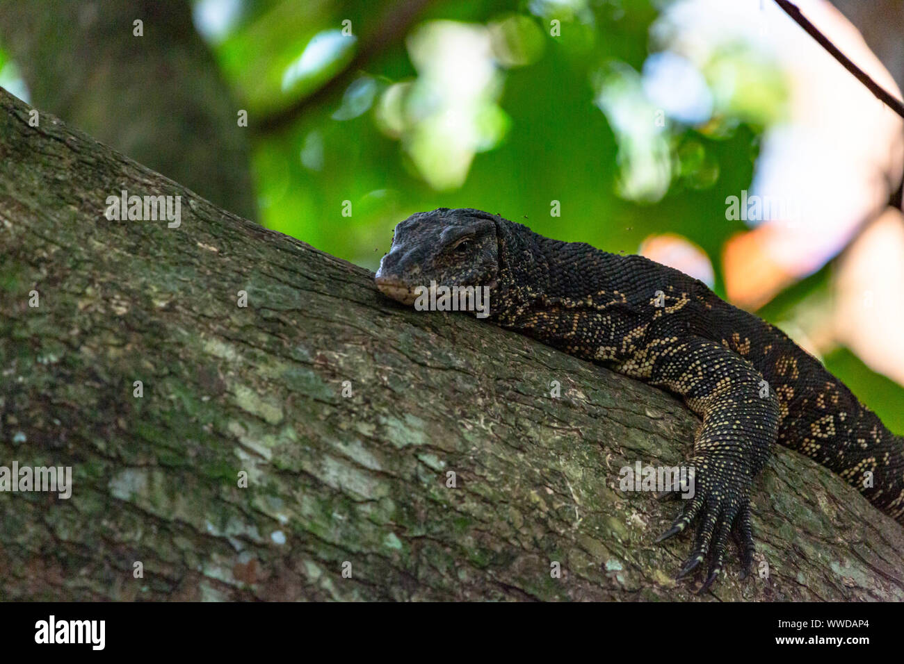 Grand moniteur de l'eau de Malaisie ou de riz Lézard, Varanus salvator, sur le tronc d'un arbre en un gros plan sur la tête dans un bois Banque D'Images