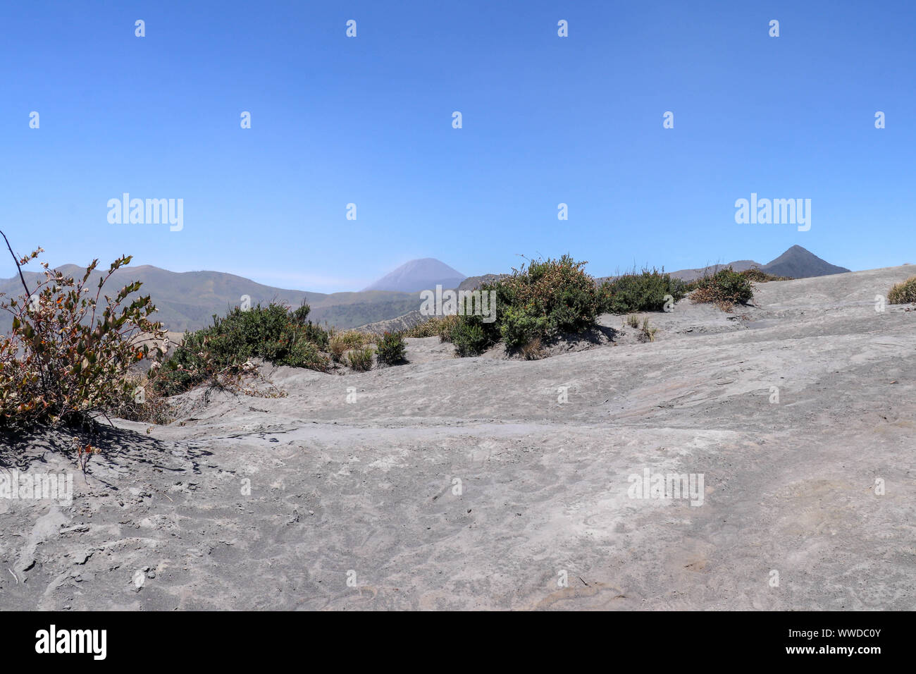 Les cendres volcaniques et poussiéreuses pic de Batok dans volcan Bromo caldera. Le vert des buissons nains dans l'aride désert de sable, dans le sable noir de soleil Banque D'Images