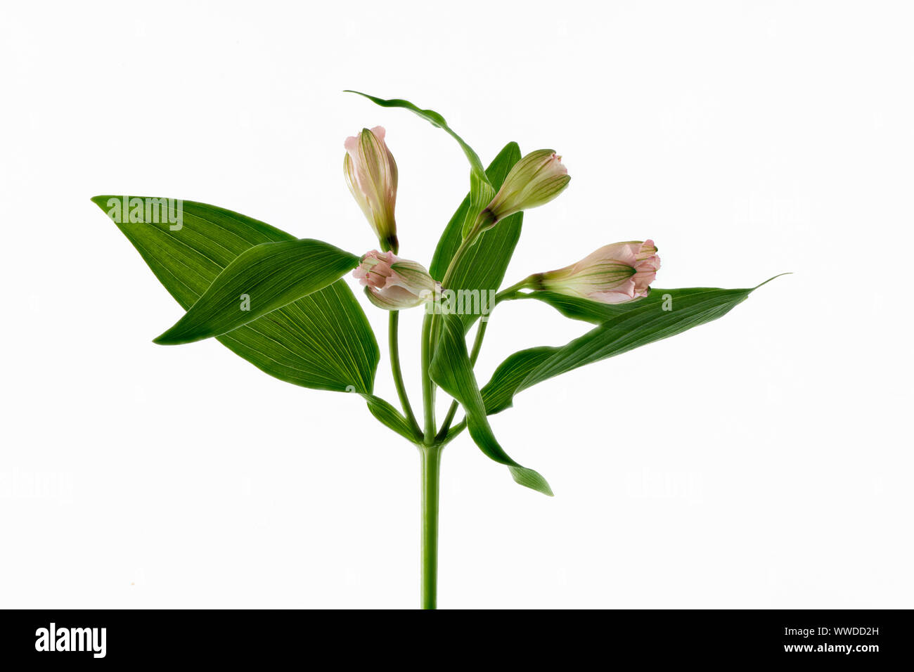 L'Alstromeria rose et blanc fleurs blooming sur une seule tige en photo sur un fond blanc Banque D'Images