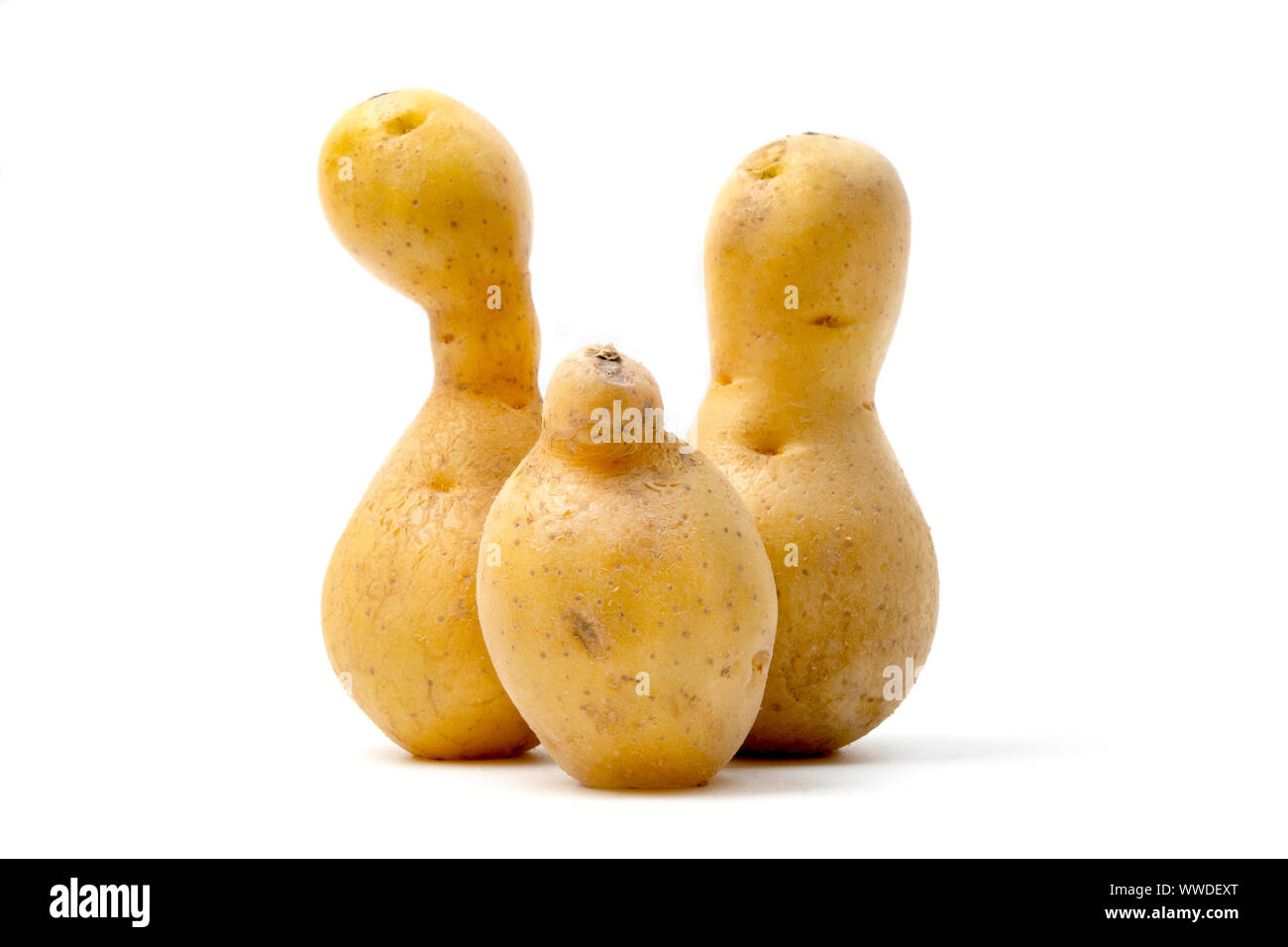 Les pommes de terre de forme bizarre (Solanum tuberosum) sur un fond blanc Banque D'Images