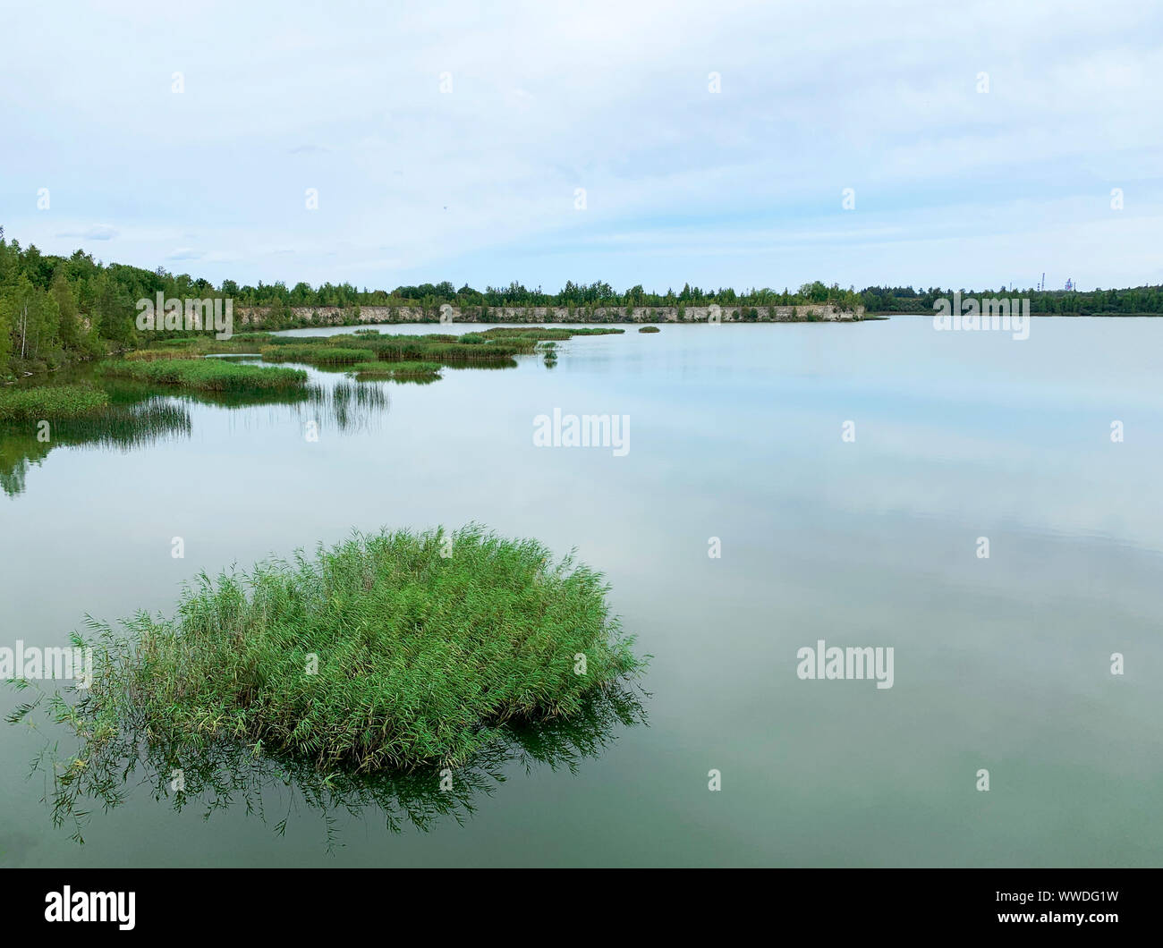 Forêt par un lac, Lituanie Banque D'Images