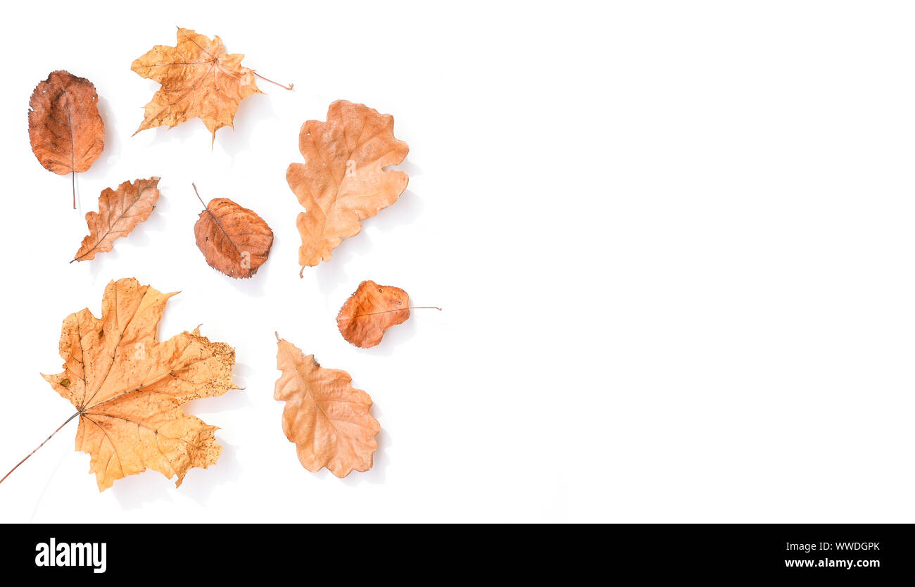 Composition d'automne de feuilles sèches sur un fond blanc. Les feuilles d'automne de l'érable et le chêne. Les feuilles jaunes et rouges. Automne fond. Copier l'espace. Voir bof Banque D'Images