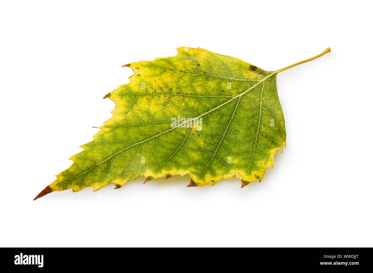 Feuille de bouleau tombée automne isolé sur fond blanc Banque D'Images